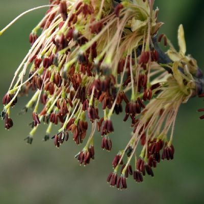 Uosialapio klevo žiedai