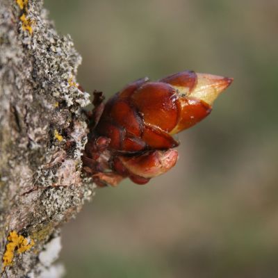 Lipnus kaštono pumpuras