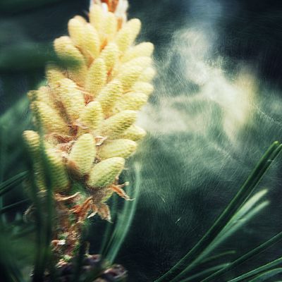 Pušis barsto žiedadulkes