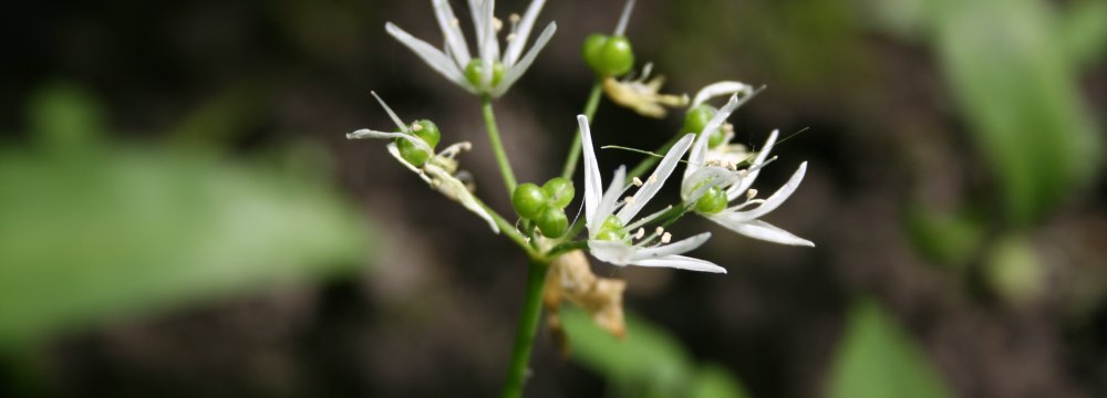 Meškinio česnako beieškant