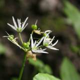 Meškinio česnako beieškant