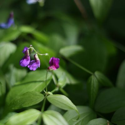 Pavasarinis palezirnis