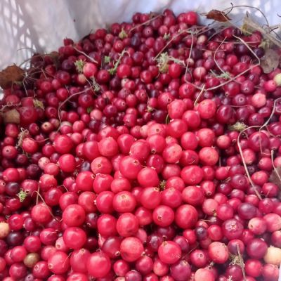 Neįprastai didelės spanguolių uogos - apie 2,5 cm skersmens