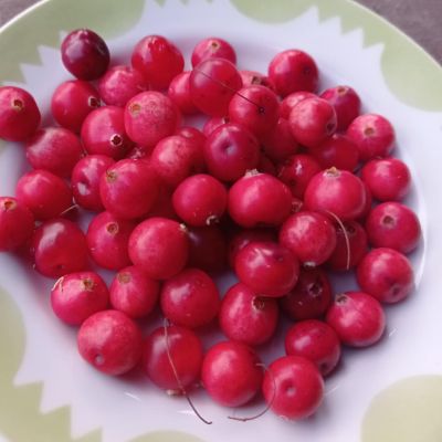 Uogos tokios didelės, ad primena gudobeliu vaisius