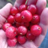 Milžiniškos spanguolių uogos