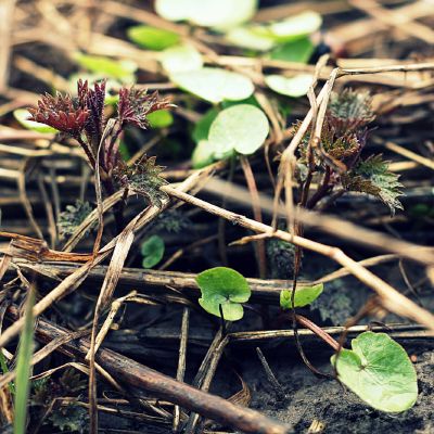 Dygsta gailiosios dilgeles