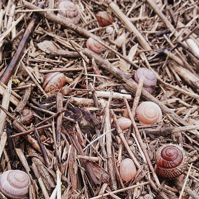 Kriaukles ant sanasu