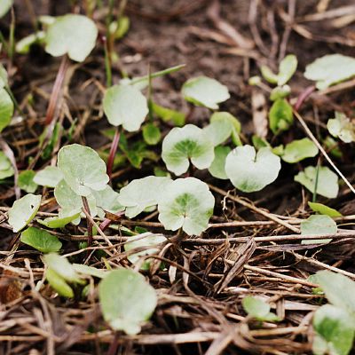 Svitriesio lapai paupyje