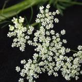 Paprastosios morkos: Gamtos akimirka #3