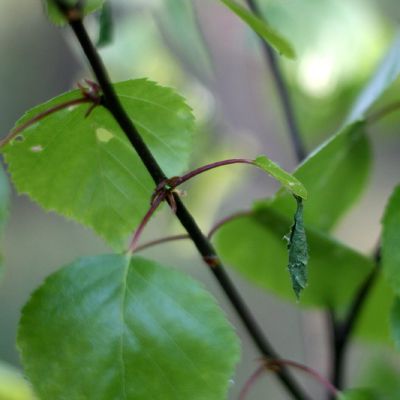 Dar nenumestas viksro susukta slapas