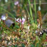 Paskui žydinčias spanguoles