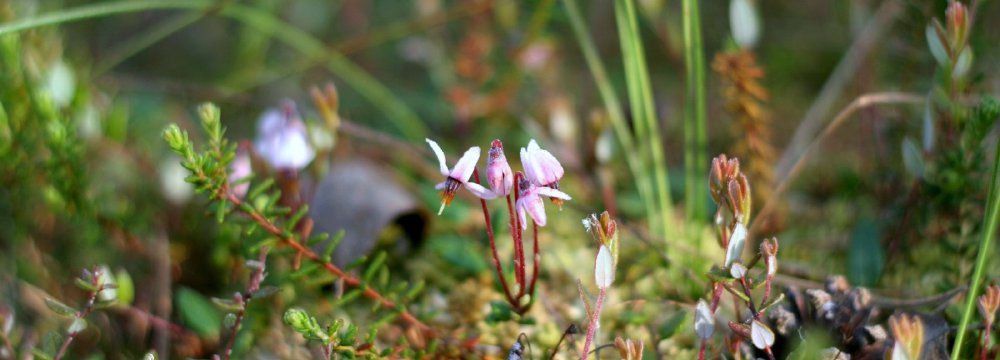 Paskui žydinčias spanguoles