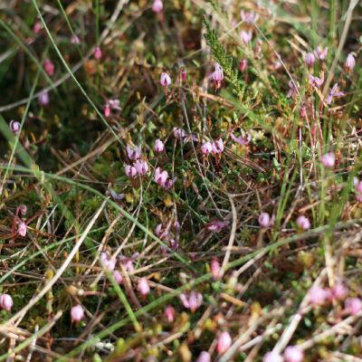 Zydi spanguoliu plotas