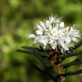 Pavasario pelkės žiedai