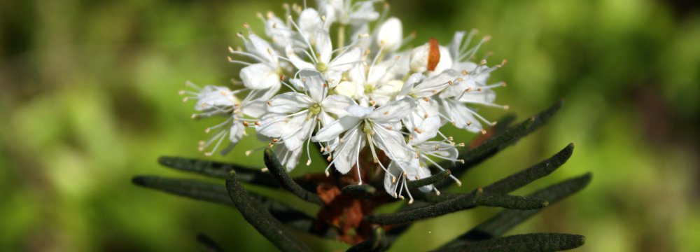 Pavasario pelkės žiedai