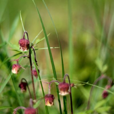 Raudonoji ziognage 2