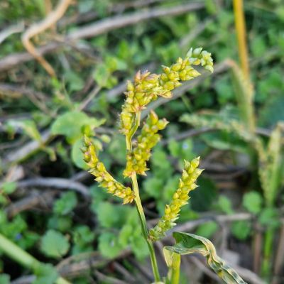Žolinių augalų vegetacijos pabaiga - spalvotų žiedų nebėra, bręsta sėklos
