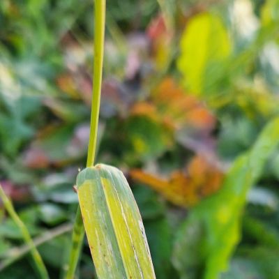 Rudens dienos vaizdas po kiemą - lapai jau parudavę ir apdžiūvę