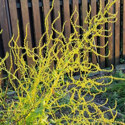 Mongoldo žiediniai stiebai - dalis auga tiesūs, kiti vingiuoja pažeme 