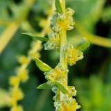 Pražydę burokėliai, rudens ženklai