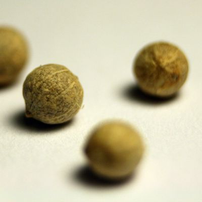 Baltas pipiro žirneis