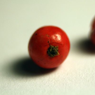 Raudonas pipiro žirnelis