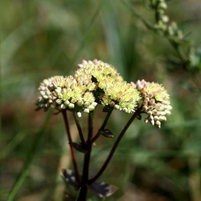 Silokas labai medingas augalas
