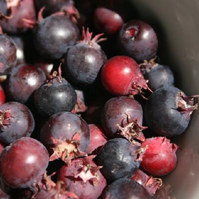 Varpines medlievos uogos 2