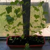 Vaistažolės ir prieskoniniai augalai ant palangės