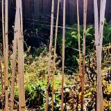 Voratinklių vėliavos