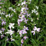 Paslaptingas kvapo kelias