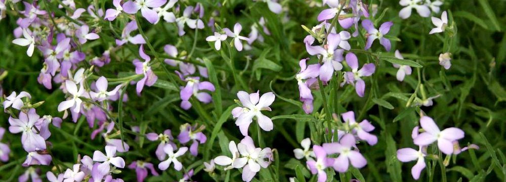 Paslaptingas kvapo kelias