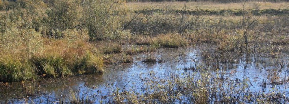 Rinkome pelkinę sidabražolę su Jonu Skonsmanu