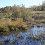 Rinkome pelkinę sidabražolę su Jonu Skonsmanu