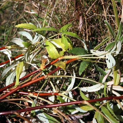 Surinkta pelkine sidabrazole