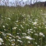 Talka Jadvygos Balvočiūtės ūkyje Spalio 24d.