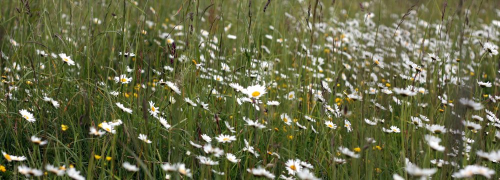 Talka Jadvygos Balvočiūtės ūkyje Spalio 24d.