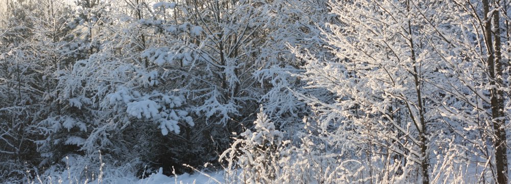 Žygiai slidėmis ir pėsčiomis "Snaigė"