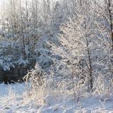 Žygiai slidėmis ir pėsčiomis "Snaigė"