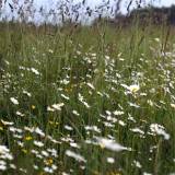 Bent 17 priežasčių kodėl verta pažinti Lietuvos augalus