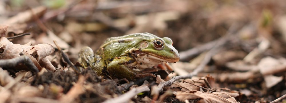 Gamtos stebėjimas: kas tai?