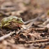 Gamtos stebėjimas: kas tai?