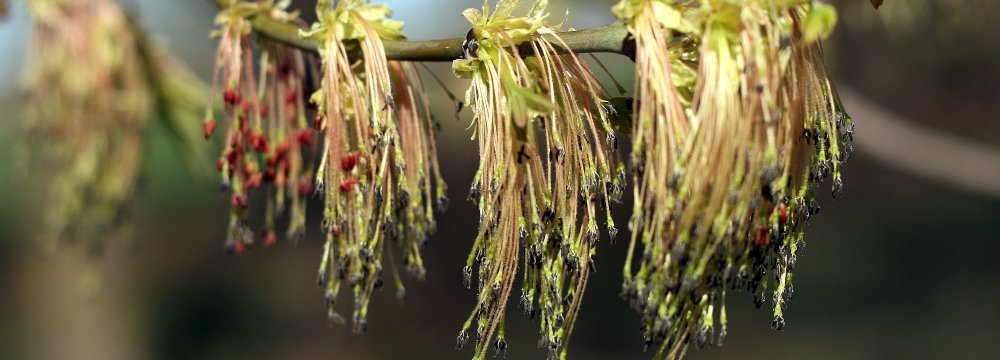 Kas tos invazinės rūšys? Trumpas pamąstymas apie augalus atkeliavusius iš svetur.