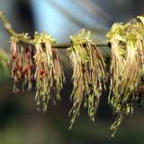 Kas tos invazinės rūšys? Trumpas pamąstymas apie augalus atkeliavusius iš svetur.