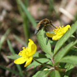 Kokie augalai žydi pavasarį