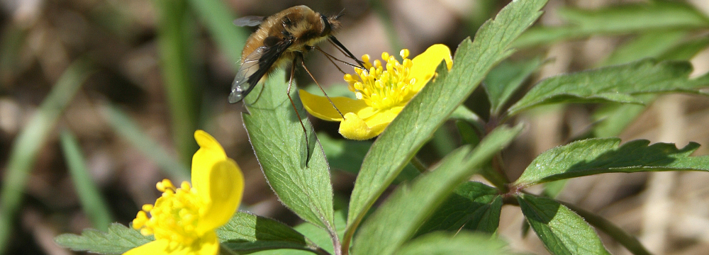 Kokie augalai žydi pavasarį