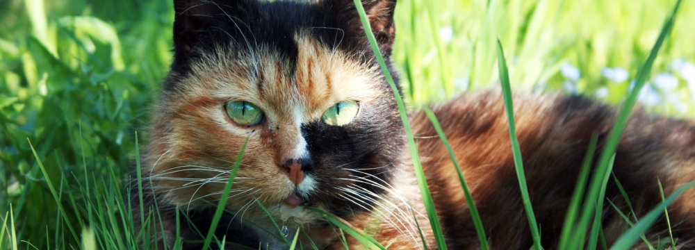 Radau gyvūno jauniklį. Ką daryti?