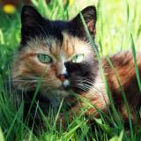 Radau gyvūno jauniklį. Ką daryti?