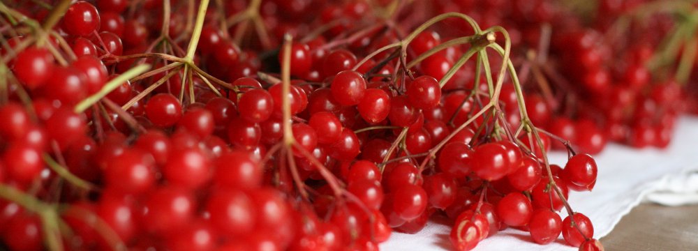 Putino uogos su medumi