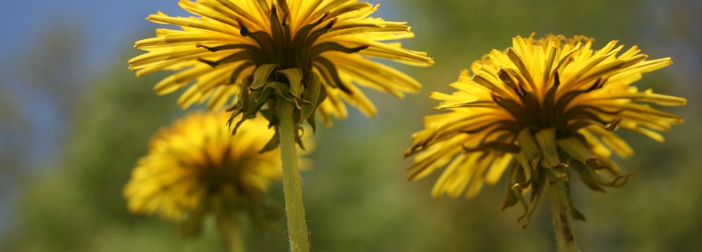 Skrudinti kiaulpienių žiedai